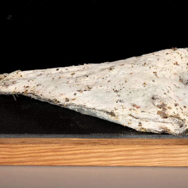 Slinzega della Valchiavenna